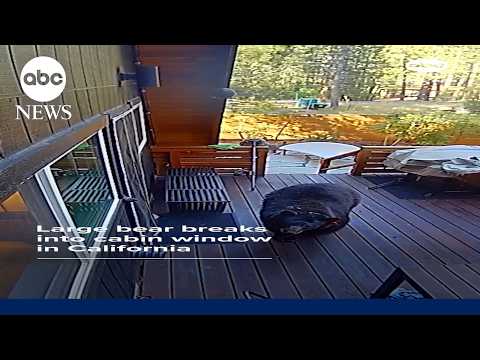 You are currently viewing Black bear breaks into cabin window