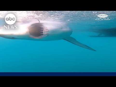 Read more about the article Scientists attach sensors to sharks to track hurricanes