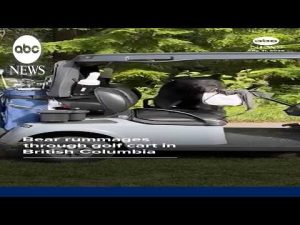 Read more about the article Bear rummages through golf cart in British Columbia