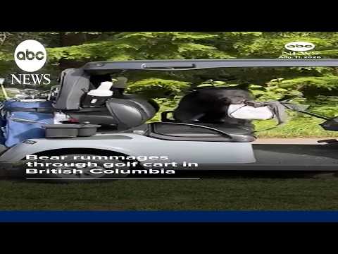 You are currently viewing Bear rummages through golf cart in British Columbia