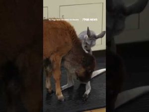 Read more about the article Baby bison, joey kangaroo become UNLIKELY friends at park #foxnews #news #shorts #animals
