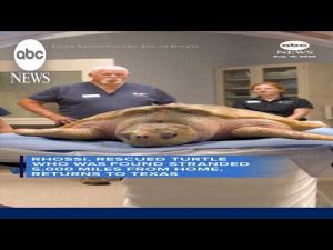 Read more about the article Rescued sea turtle found 5,000 miles from home returns to Texas