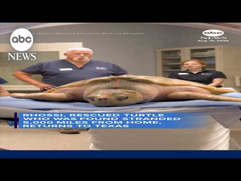 You are currently viewing Rescued sea turtle found 5,000 miles from home returns to Texas