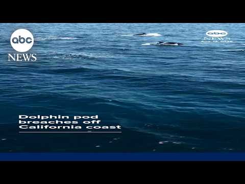 Read more about the article Dolphin pod breaches off California coast