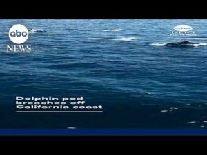 Read more about the article Dolphin pod breaches off California coast