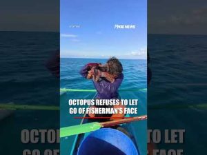 Read more about the article Octopus REFUSES to let go of fisherman’s face #shorts #foxnews #news #fox