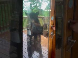 Read more about the article WATCH: Bear CAUGHT trying to break into cabin #shorts #us #news #foxnews #viral