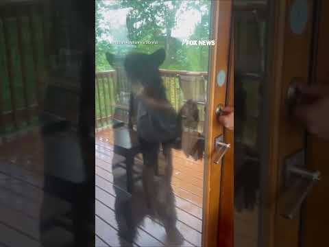 You are currently viewing WATCH: Bear CAUGHT trying to break into cabin #shorts #us #news #foxnews #viral