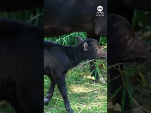 Read more about the article World’s smallest buffalo born at UK zoo