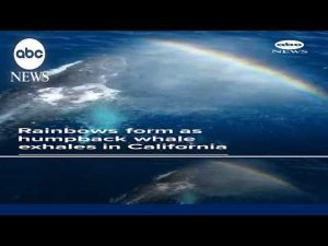 Read more about the article Rainbows form as humpback whale exhales in California