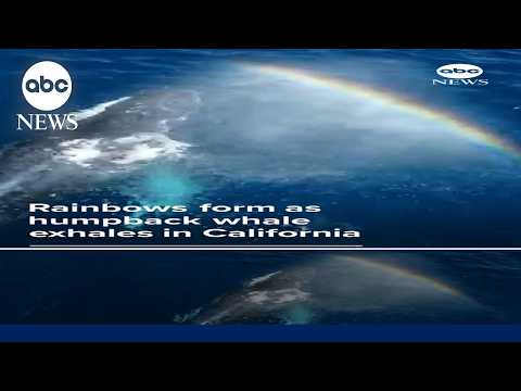 Read more about the article Rainbows form as humpback whale exhales in California