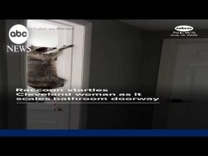 Read more about the article Raccoon startles Cleveland woman as it scales bathroom doorway