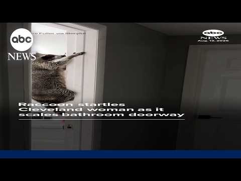 Read more about the article Raccoon startles Cleveland woman as it scales bathroom doorway