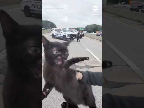 Read more about the article Police block traffic to help rescue kitten from middle of busy highway
