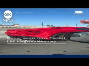 Read more about the article Driver spots furry Ferrari zooming down Los Angeles freeway