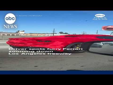 Read more about the article Driver spots furry Ferrari zooming down Los Angeles freeway