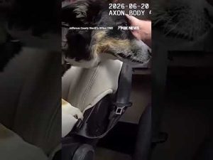 Read more about the article WATCH: Officers SMASH window to save dog from scorching temperatures