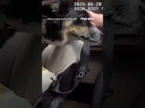 Read more about the article WATCH: Officers SMASH window to save dog from scorching temperatures