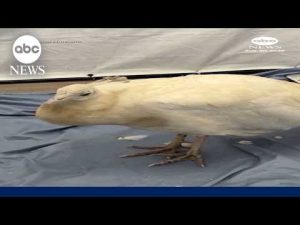 Read more about the article Mailman seen on video attacking peacock