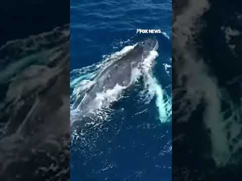 Read more about the article Rainbow forms in humpback whale’s breath in beautiful moment #shorts #foxnews #world