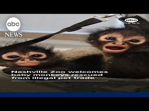 Read more about the article Nashville Zoo welcomes baby monkeys rescued from illegal pet trade