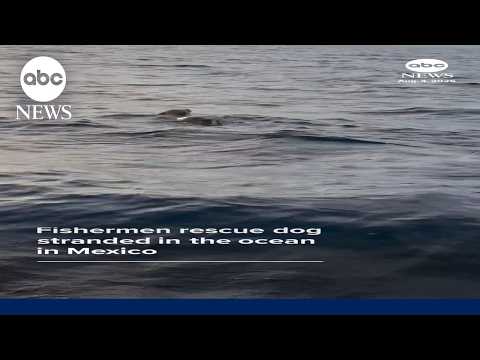 Read more about the article Fishermen rescue dog stranded at sea