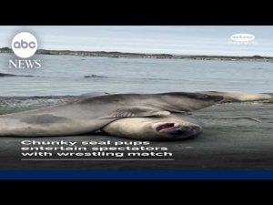 Read more about the article Chunky seal pups entertain spectators with wrestling match