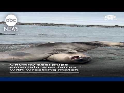 Read more about the article Chunky seal pups entertain spectators with wrestling match
