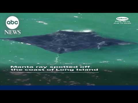 Read more about the article Manta ray spotted off the coast of Long Island