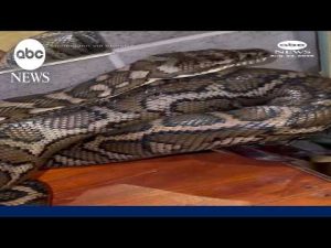 Read more about the article Carpet python breaks glass after sneaking into bathroom