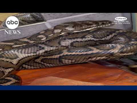 Read more about the article Carpet python breaks glass after sneaking into bathroom