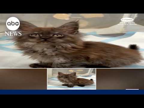 Read more about the article Cat with 29 toes sets Guinness world record