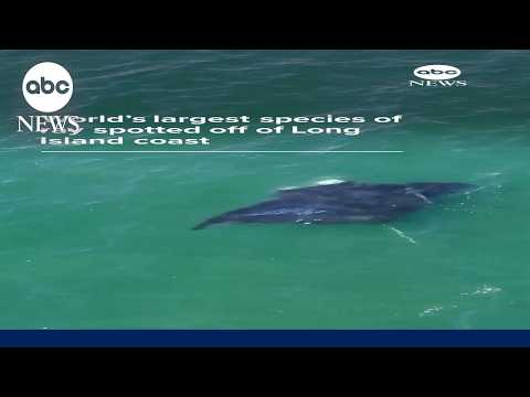 Read more about the article Rare oceanic manta ray spotted off Long Island coast