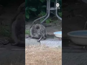 Read more about the article Viral raccoon Jimothy spotted in Seattle