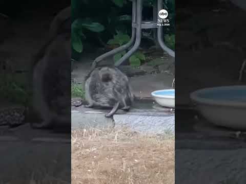 Read more about the article Viral raccoon Jimothy spotted in Seattle