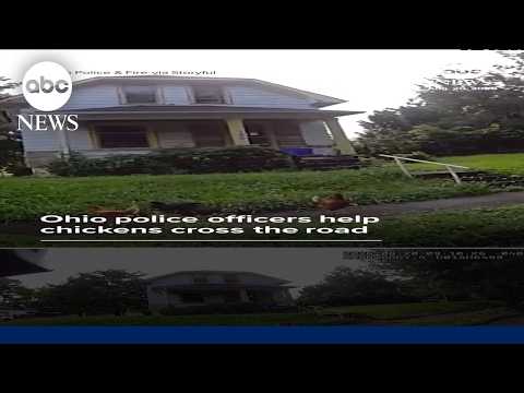 Read more about the article Officers help chickens cross the road