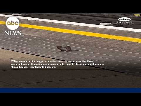 Read more about the article Sparring mice amuse London commuters
